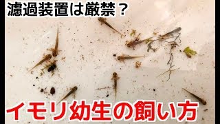 イモリの繁殖！幼生の育て方