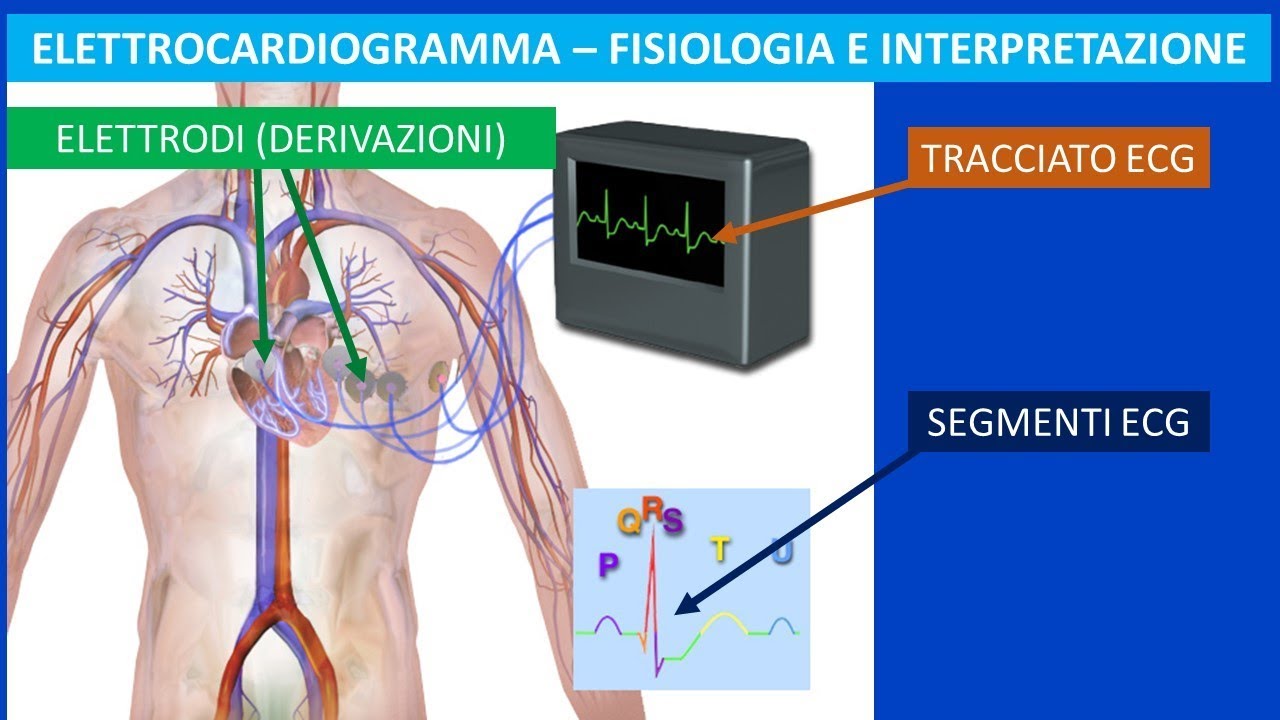 Il Cuore, L'elettrocardiogramma (ECG) Fisiologia Ed Interpretazione ...