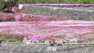 脇町広棚　花の里芝桜