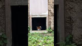 忍者フジマル、シュバっと参上🥷202406 #レッサーパンダ #redpanda #多摩動物公園