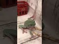 腹が減っていると気合いが違うイエアメガエル animal カエル frog funny treefrog イエアメガエル shorts