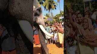 ഭദ്രന്റെ ഫാൻസിനെ കണ്ടോ#viralshorts#elephant