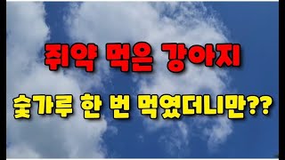 쥐약 먹은 개 숯가루 먹였더니만??