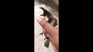 ഇരട്ടത്തലച്ചി ഇണക്കരികിലേക്ക് / Bulbul bird kerala