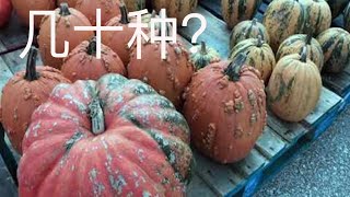 American Pumpkins|All kinds of/colorful pumpkins, it's so festive.