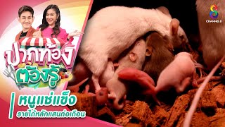 หนูแช่แข็ง รายได้หลักแสนต่อเดือน | ปากท้องต้องรู้  | ช่อง8