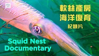 海洋復育-軟絲產房-小丑魚之家 紀錄片-Squid Nest ,Clown fish Nursery House , Ocean Repopulation Longdong Bay Taiwan