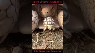 आखिर कछुआ सीधे कैसे होता है After all, how is a tortoise straight? #itsboss07 #tortoise