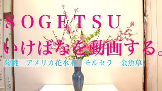 菊桃とアメリカ花水木と。sogetsu ikebana arrangement No.238