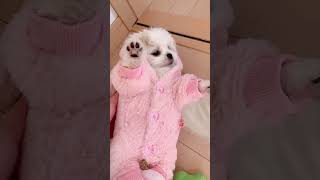 【Part1】生後３ヶ月の子犬に初めて服を着せたら…