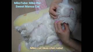 Miko cat likes chin rubs! 턱 만져주는 것을 좋아하는 미코 고양이