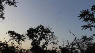 Birds over Vandalur zoo