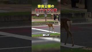 【驚愕】奈良公園の鹿が自由すぎる件