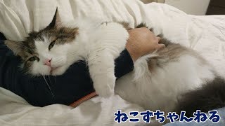 つきっきりで看病？パパに寄り添う猫がコチラです メインクーン「まる」　ねこずちゃんねる675 #猫 #ねこ #巨猫 #メインクーン