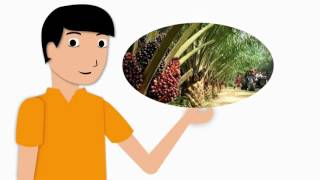 Oil Palm Nursery