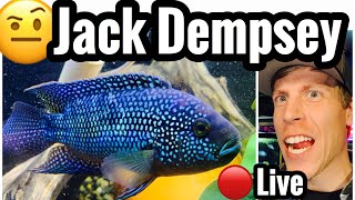 Jack Dempsey Fish - Cichlid Care Tank Guide