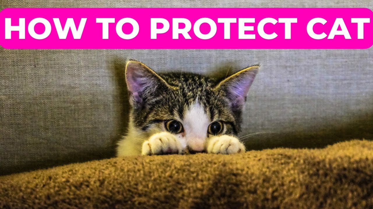 How To Protect Your Cat Tips For Keeping Your Feline Friend Safe And