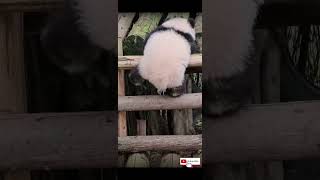 喔！才五个月半的奇三妹臂力惊人 #大熊猫 #giantpanda