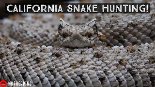 Herping in Southern California! Sidewinders, Southern Pacific Rattlesnakes, and More!