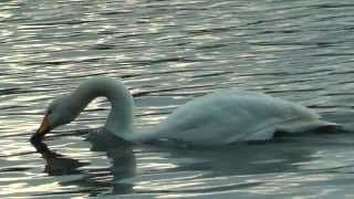 オオハクチョウ Whooper swan (HD)