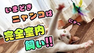 猫は室内で飼いましょう｜食品・生活衛生課｜群馬県