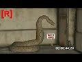 snake eats the girl anaconda eats a girl alive python snake eats drunk man in india kalakusumalu