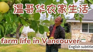 (#14)体验温哥华农家生活?根本不要出门买菜，全部有机食品!Farm life in Vancouver! Don't need to go out for vegetables! organic!