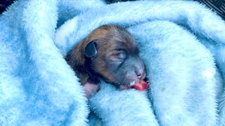 The puppy 🐶 lost its mother right after it was born. The poor little dog 🐕 could hardly breathe...