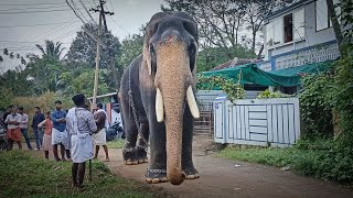 പൂരനായകൻ തിരുവമ്പാടി ചന്ദ്രശേഖരൻ || Thiruvambadi Chandrasekaran