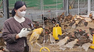 The young girl vaccinates and takes care of extremely beautiful birds. | HTX Tan Dat Farm #farm