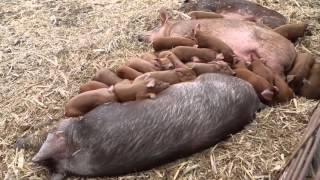 Red Barn Farm Meats, Highland