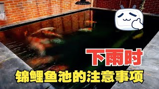 下雨时锦鲤鱼池该如何维护？浅谈锦鲤鱼池在下雨时的注意事项