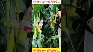 ल हेर्नुस् त यी किसान दिदीले के गरिbरहेकी छिन्#nepal #viral #ytshorts