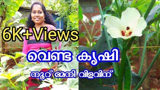 വെണ്ടകൃഷി | വെണ്ട കൃഷി ജൈവരീതിയിൽ | Venda Krishi | Ladies Finger Cultivation Tips | Sinu KG