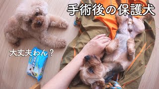 手術後の保護犬を、姉犬が心配しています。【Day11】