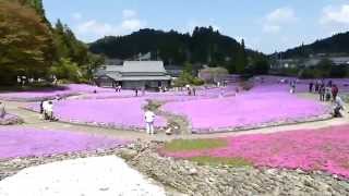 花のじゅうたん　三田永沢寺　2014