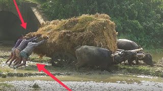 কাঁদা পানির মধ্যে ধান বোঝায় মহিষের গাড়ি কত কষ্ট করে চলাচল করে দেখুন Buffalo cart Bangladesh