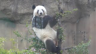 [4K] 雨の中木に登って葉っぱを食べるレイレイ🐼😀 / Ueno Pandas / 上野動物園でパンダ