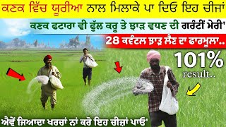 28 ਕਵੰਟਲ ਝਾੜ ਲਈ ਕਣਕ ਨੂੰ ਯੂਰੀਆ ਨਾਲ ਪਾਓ ਇਹ ਚੀਜ਼ਾਂ • increase wheat yield, gehu me konsa khad dale