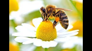 Bee Pollination.
