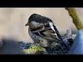 brambling fringilla montifringilla