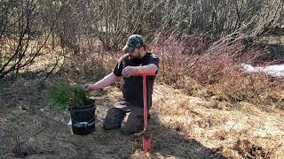 Planting Tamarack Tree Seedling