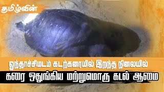 ஓந்தாச்சிமடம் கடற்கரையில் இறந்த நிலையில் கரை ஒதுங்கிய மற்றுமொரு கடல் ஆமை | Tamilwin News Updates