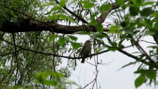 Warbling Vireo