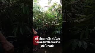 เข้าสู่ฤดูฝนฉีดพ่นไตรโคเดอร์มาป้องกันรากเน่าโคนเน่ากันนะครับ