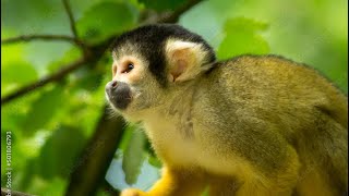 Bolivian squirrel monkey that looks like a squirrel