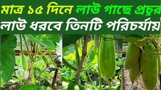 মাত্র তিনটি পরিচর্যায়,১৫ দিনে লাউ গাছের ফলন হবে তিন গুণ |Bottle gourd