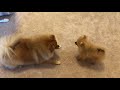 tiny pomeranian puppy barking running cute puppy