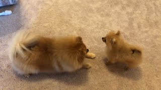 Tiny pomeranian puppy barking running cute puppy