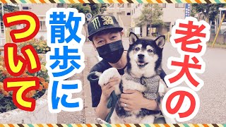 老犬（シニア犬）の散歩のポイントや気をつける事について。歩かない、行きたがらない、帰りたがりますよね。ハーネスの長さなどについて解説してみました！